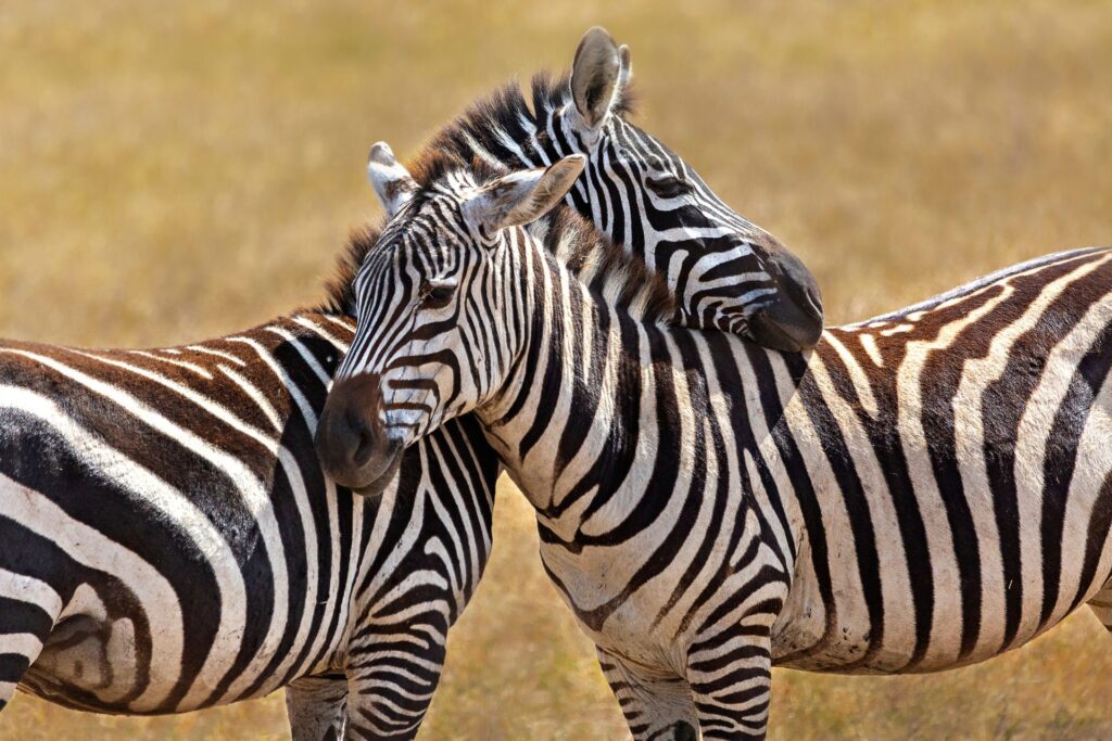 VIAJE TANZANIA