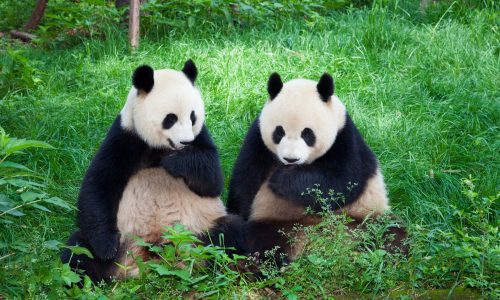 china con niños